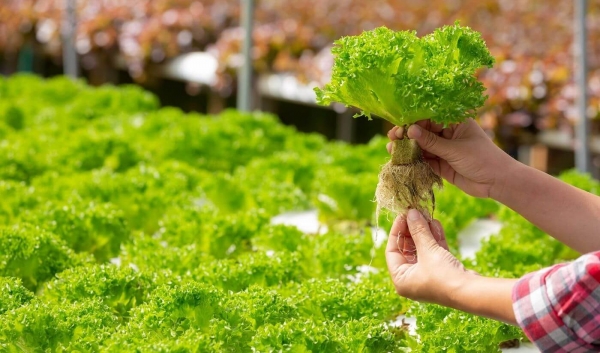 Как использовать вегетационные кубики для выращивания растений